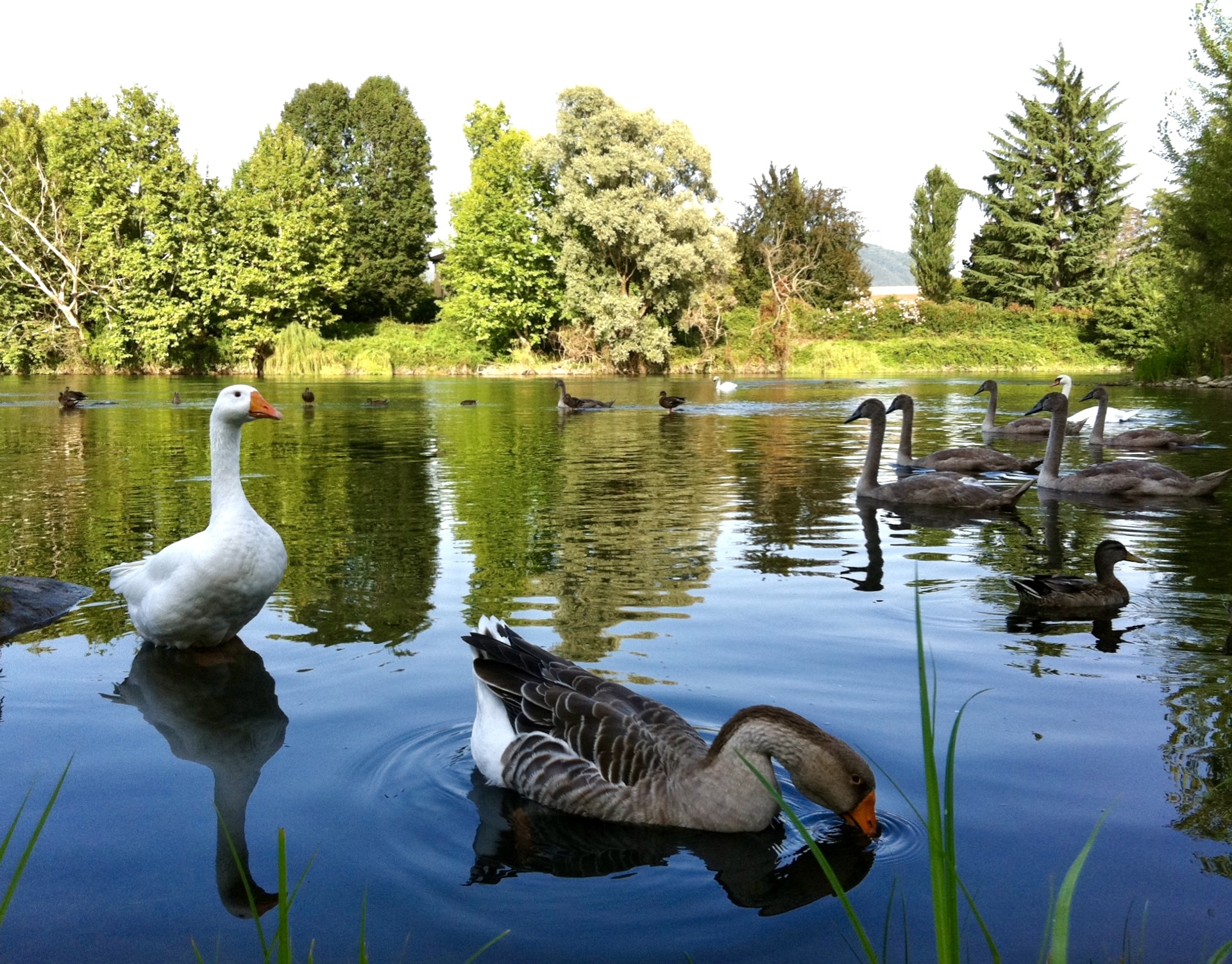 Oche e cigni sulle acque calme del fiume Adda, immersi nella vegetazione del Parco Adda Nord